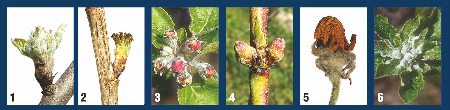 Návod na použitie predjarného postreku