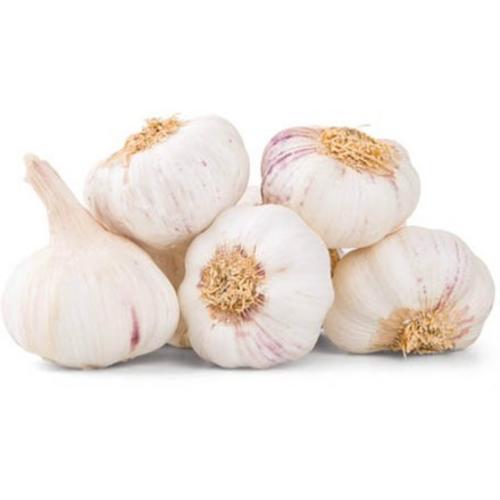 Sadbový cesnak Morado, neskorý paličiak 50 - 60 mm, 6ks