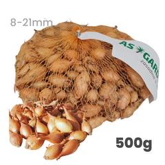 Cibuľa sadzačka Senshyu Yellow - podlhovastá ozimná 8 - 21 mm, 500 g