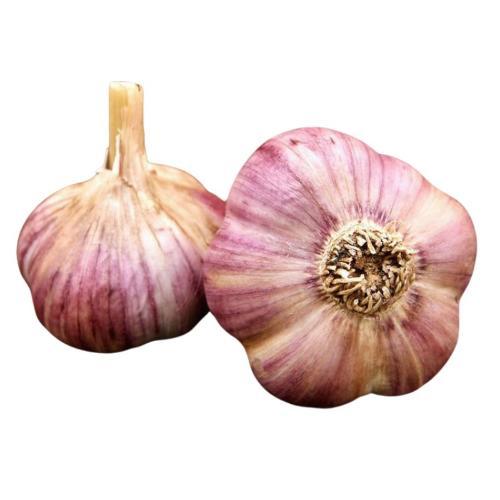 Sadbový cesnak Havran, poloneskorý paličiak 3 ks